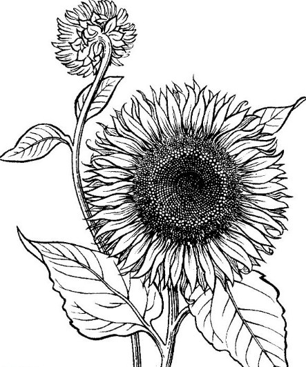 sketsa menggambar bunga matahari