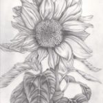 sketsa motif bunga matahari