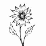 sketsa tanaman bunga matahari