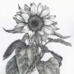 sketsa warna bunga matahari