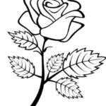 Gambar Sketsa Sederhana Bunga Mawar