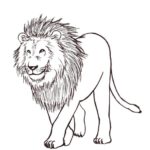 Sketsa Gambar Binatang Singa