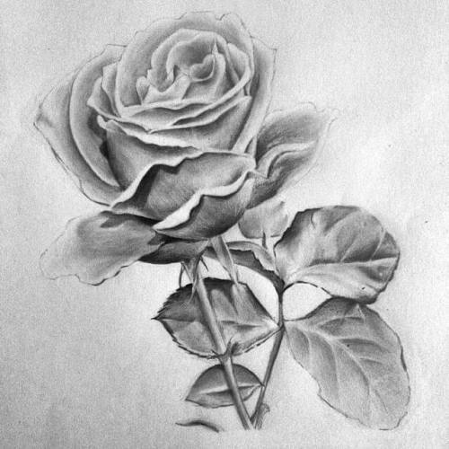 Contoh Gambar Sketsa Lukisan Bunga