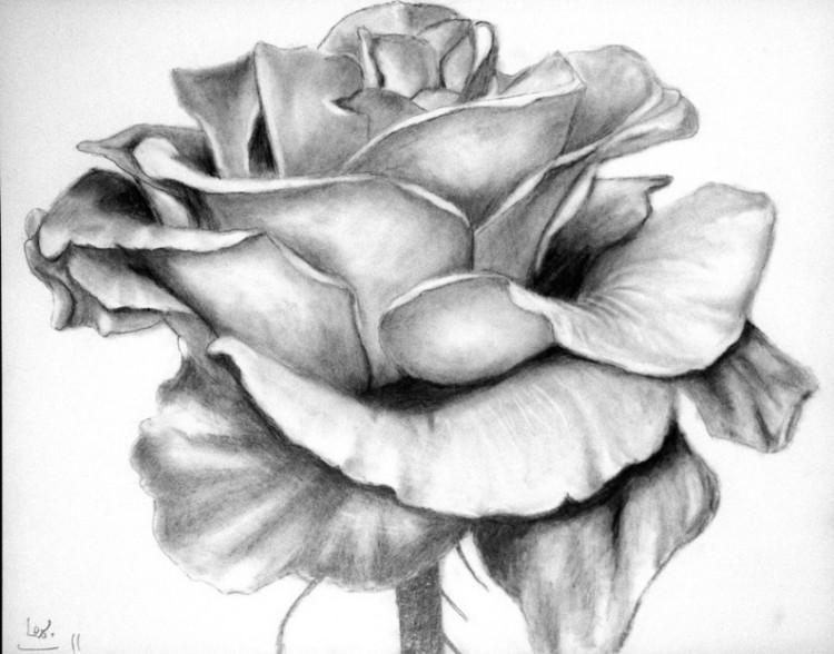 Contoh Sketsa Lukisan Bunga Mawar