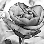 Gambar Sketsa Lukisan Bunga Mawar