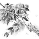 Gambar Sketsa Lukisan Bunga Sakura