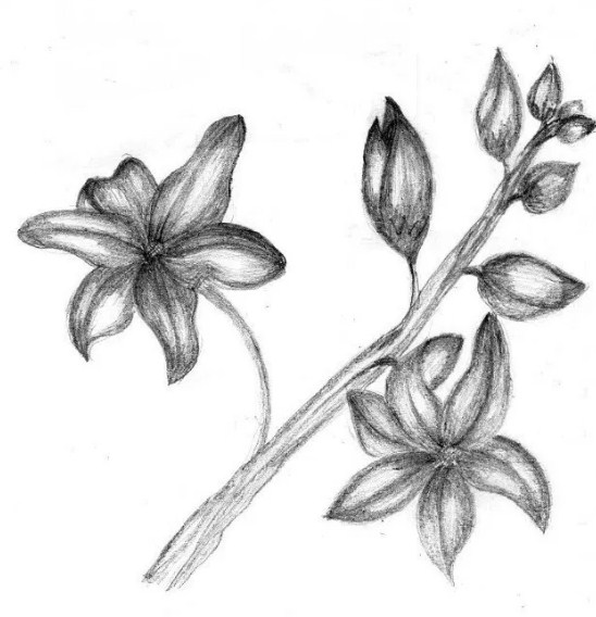 Sketsa Lukisan Bunga Dengan Pensil