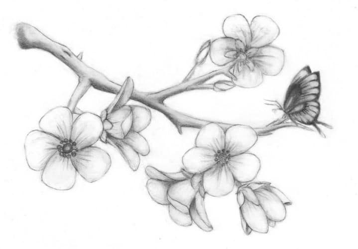 Sketsa Lukisan Bunga Melati