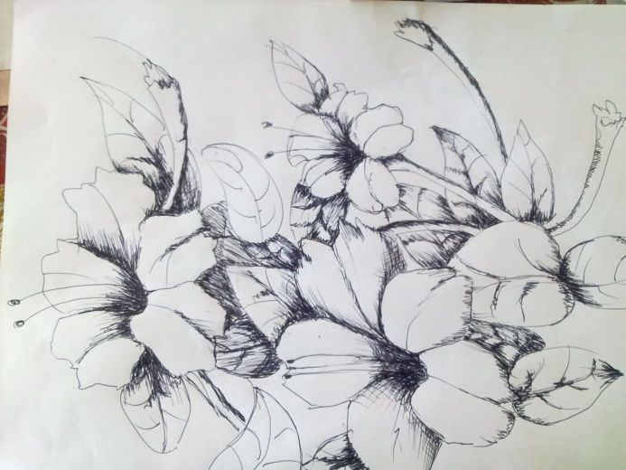 Sketsa Lukisan Bunga Sakura