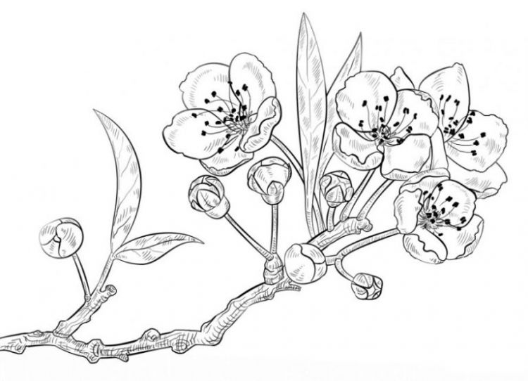 Sketsa Lukisan Bunga Sederhana