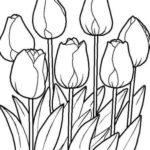 Sketsa Lukisan Bunga Tulip
