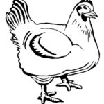 Gambar Sketsa Ayam Mudah