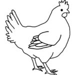 Sketsa Gambar Ayam Sederhana
