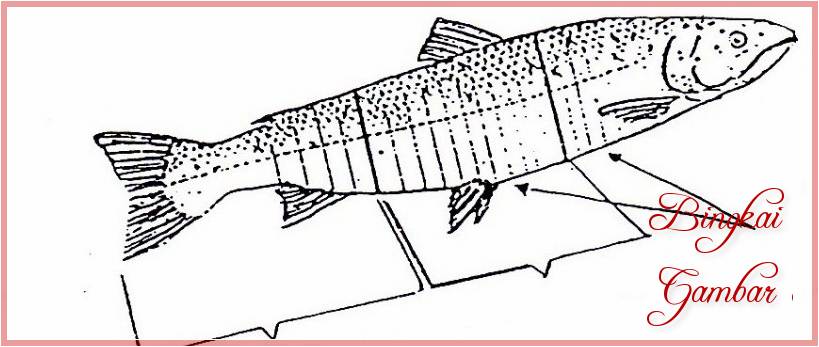 Gambar Sketsa Ikan Bandeng