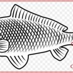 Gambar Sketsa Ikan Nila