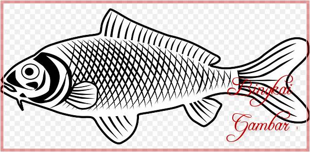 Gambar Sketsa Ikan Nila