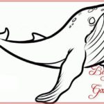 Gambar Sketsa Ikan Paus