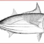 Gambar Sketsa Ikan Tongkol