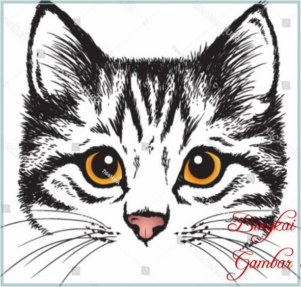 Gambar Kucing Imut Dan Cantik – iTugas.com