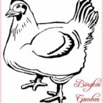 Sketsa Gambar Binatang Ayam
