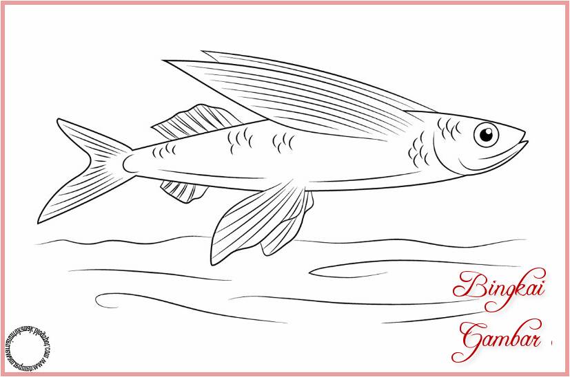 Sketsa Gambar Ikan Terbang