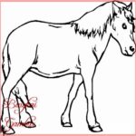 Gambar Kartun Hewan Kuda