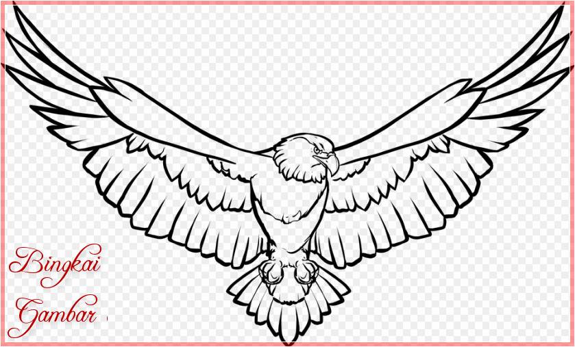 Gambar Sketsa Burung Elang Terbang
