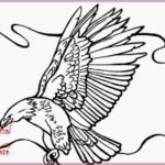 Gambar Sketsa Burung Garuda Terbaru