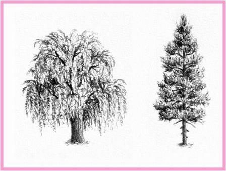 Gambar Sketsa Pohon Pinus Terbaru