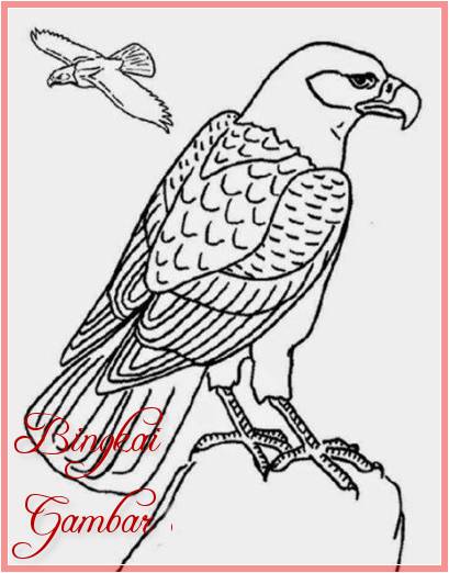Sketsa Burung Elang Jawa