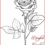 Contoh Sketsa Bunga Mawar Sederhana