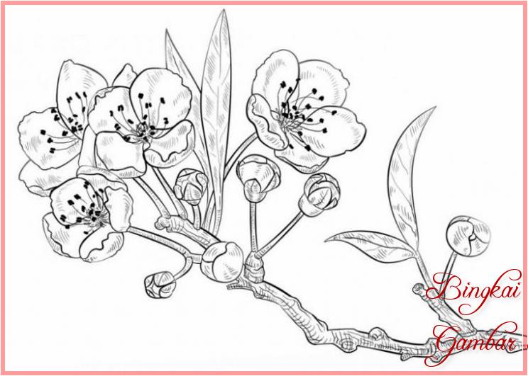 Sketsa Gambar Bunga Sakura Yang Mudah - Contoh Sketsa Gambar