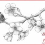 Gambar Sketsa Bunga Sakura Sederhana