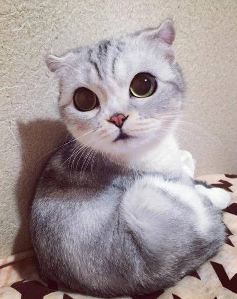 Gambar Anak Kucing Persia Lucu