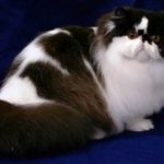 Gambar Kucing Persia Besar