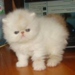Gambar Kucing Persia Bulu Kapas