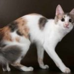 Gambar Kucing Persia Campuran