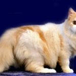 Gambar Kucing Persia Campuran Lokal