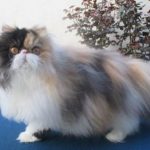Gambar Kucing Persia Gemuk