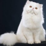 Gambar Kucing Persia Himalaya Putih