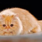Gambar Kucing Persia Kuning