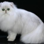 Gambar Kucing Persia Lucu