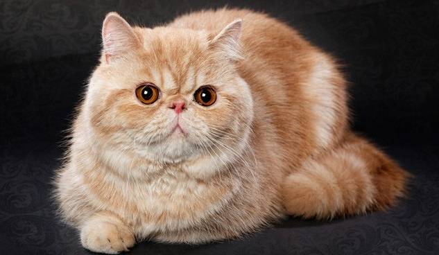 Gambar Kucing Persia Paling Cantik