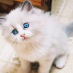 Gambar Kucing Persia Tercantik