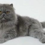 Gambar Kucing Persia Warna Abu