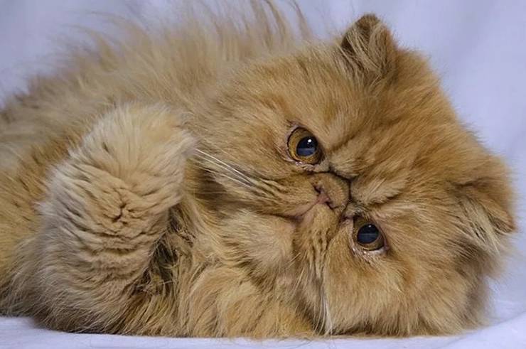 Gambar Kucing Persia Warna Coklat