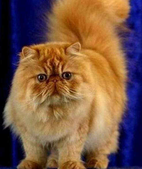Gambar Kucing Persia Warna Orange
