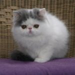 Gambar Kucing Persia Yang Lucu