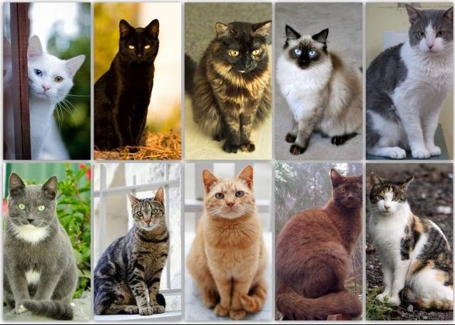 Gambar Semua Jenis Kucing Persia