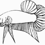 Gambar Sketsa Ikan Cupang